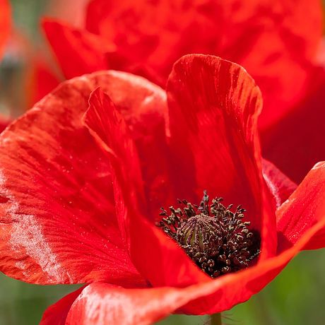 Gardinen für jedes Fenster bei bonprix online kaufen