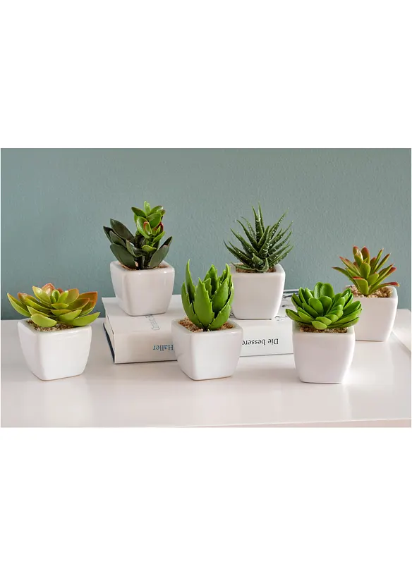 Kunstpflanzen in Sukkulenten-Design (6-tlg.Set) in grün (Ambiente) - bonprix