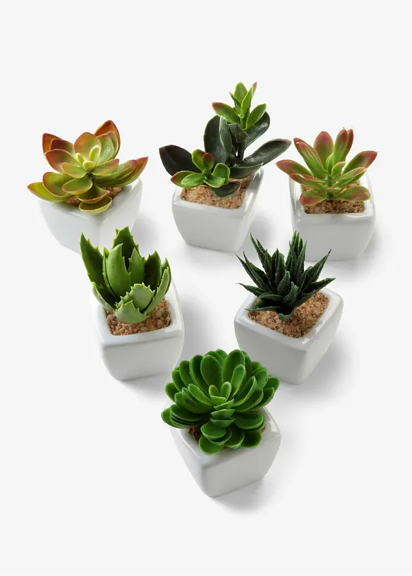 Kunstpflanzen in Sukkulenten-Design (6-tlg.Set) in grün - bonprix