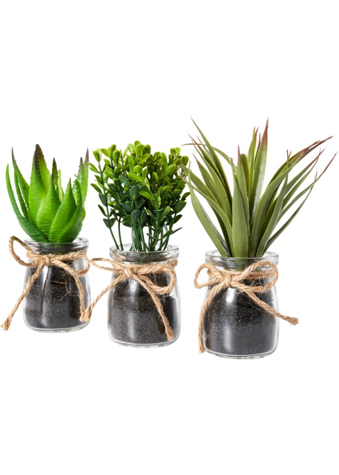 Kunstpflanze Sukkulenten im Glas, 3-tlg. Set in grün - bpc living bonprix collection
