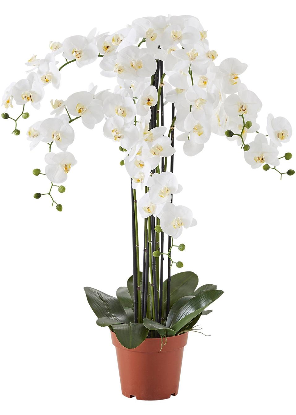 Orchidee Xxl Kaufen